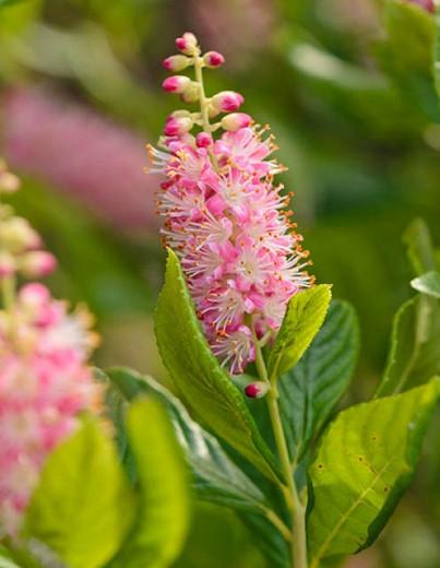 Clethra Alnifolia 'Ruby Spice', Sweet Pepper Bush 'Ruby Spice', Sweet Pepperbush 'Ruby Spice', Summer Sweet 'Ruby Spice', Summersweet 'Ruby Spice'