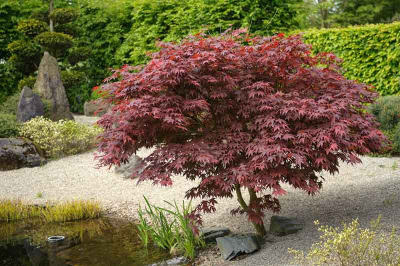 Acer palmatum ‘Bloodgood’ (Japanese Maple)