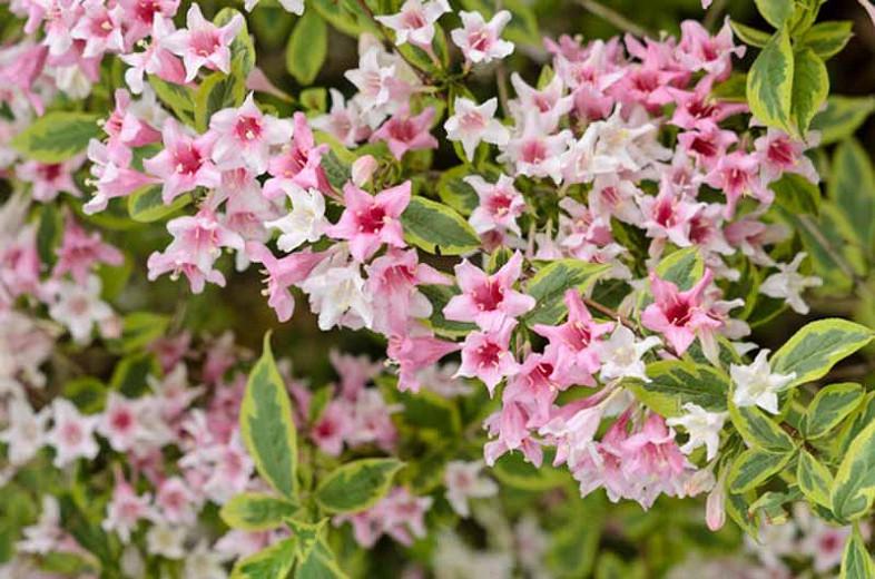 Weigela 'Florida Variegata'
