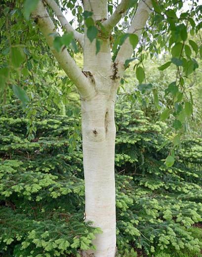 Betula utilis var. jacquemontii 'Grayswood Ghost', Himalayan Birch 'Grayswood Ghost', Betula utilis var. jacquemontii 'Grayswood', Tree with fall color, Fall color, Attractive bark Tree, Chinese white Birch,