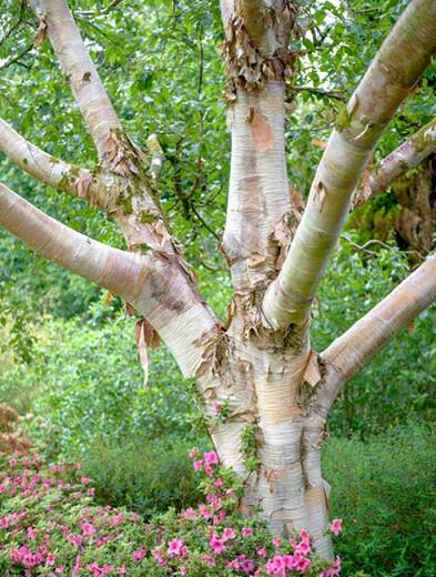 BETULA UTILIS vq Betulla dell'Himalaya pianta Himalayan birch plant