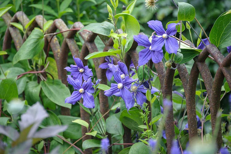 Clematis × durandii, Durand's Clematis, Small-Flowered Clematis , group 3 clematis, purple clematis, blue clematis, Clematis Vine, Clematis Plant, Flower Vines