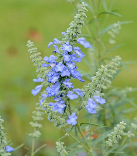 Salvia azurea var. grandiflora, Pitcher Sage, Wild Blue Sage, Prairie Sage, Salvia pitcheri, Salvia azurea subsp. pitcheri, Blue perennial, Blue Flowers