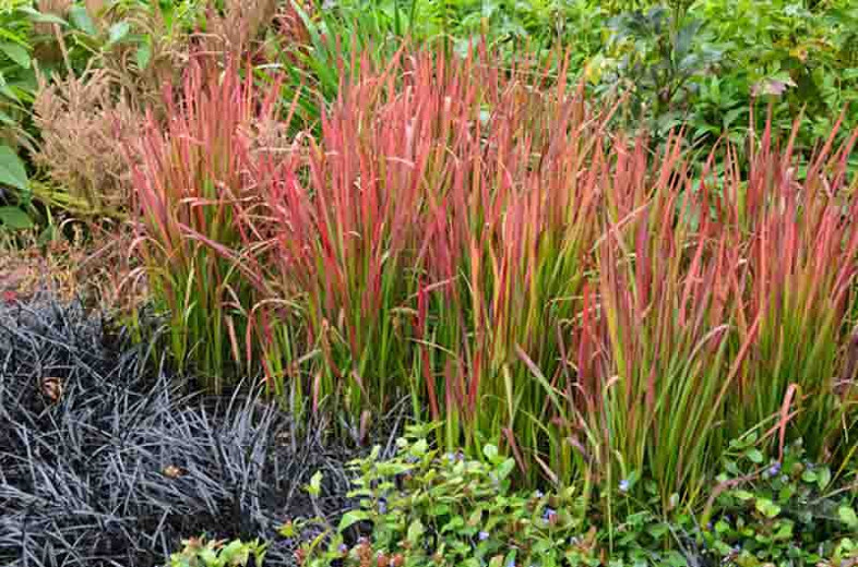 Image of Japanese blood grass with ornamental grasses