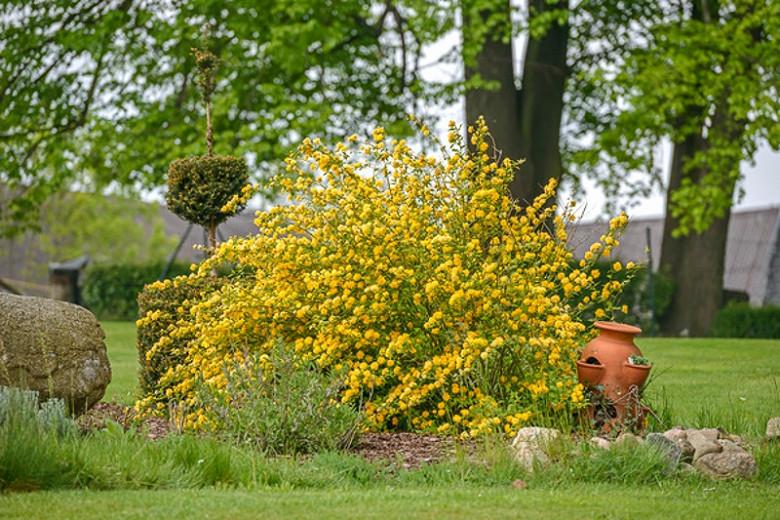 Kerria Japonica Pleniflora Japanese, Yellow Bushes For Landscaping