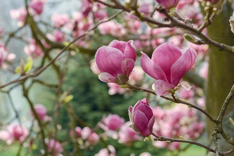 Magnolia Betty Goblet Shape Fragrant Flowers