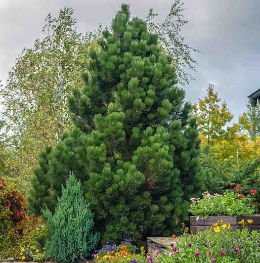 Pinus heldreichii 'Compact Gem' (Bosnian Pine)