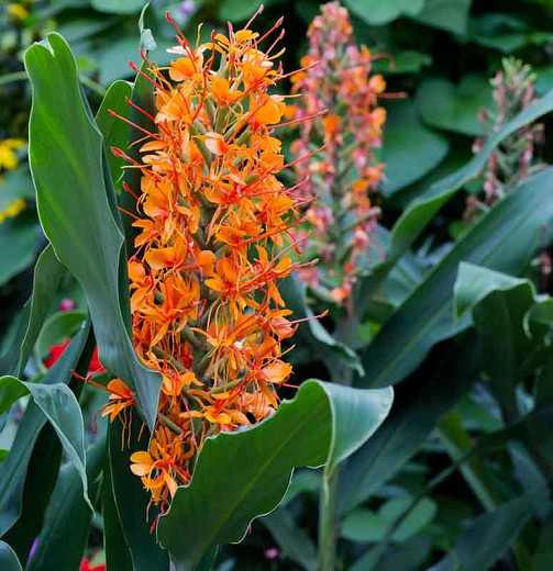 Hedychium Tara Ginger Lily