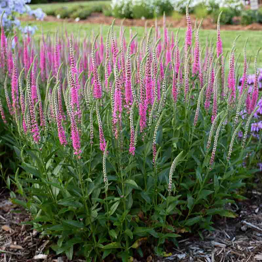 Veronica Perfectly Picasso, Spike Speedwell Perfectly Picasso, Pink Flowers, Pink flower spikes, Pink Veronica