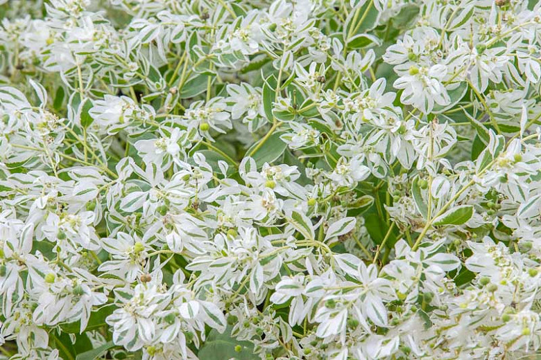 Euphorbia marginata (Snow On The Mountain)