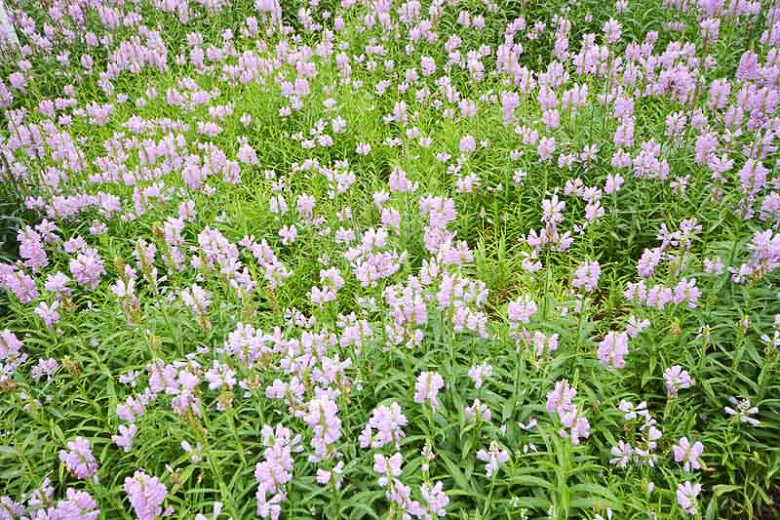Crown of Snow Obedient Plant Physostegia Hardy Perennial flower seeds 