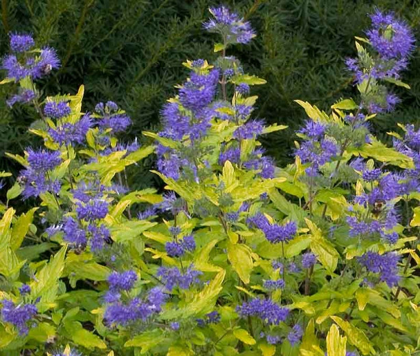 Image of Caryopteris clandonensis bluebeard bright blue flowers in bloom