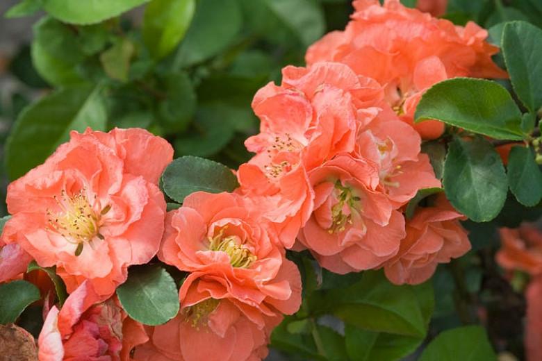 Chaenomeles speciosa 'Double Take Peach', Japanese Quince 'Double Take Peach', Flowering Quince 'Double Take Peach', Japanese Flowering Quince, Green flowers, Early Spring blooms