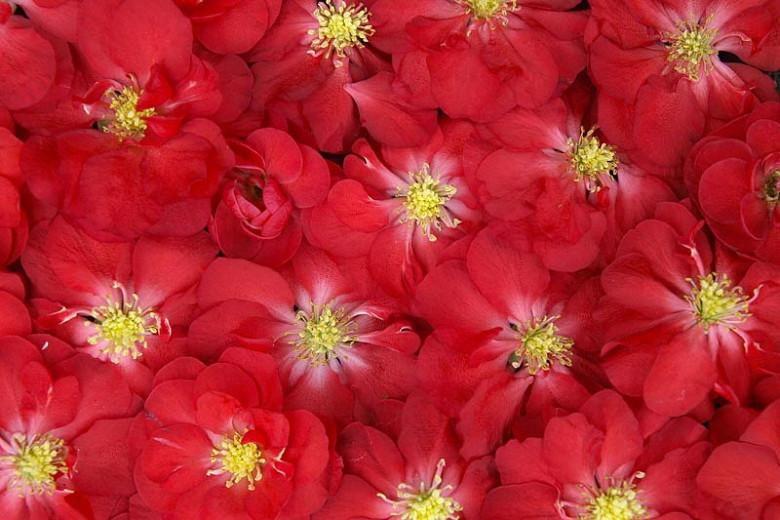 Chaenomeles speciosa Double Take Scarlet™', Japanese Quince Double Take Scarlet™', Flowering Quince Double Take Scarlet™', Japanese Flowering Quince, Red flowers, Early Spring blooms