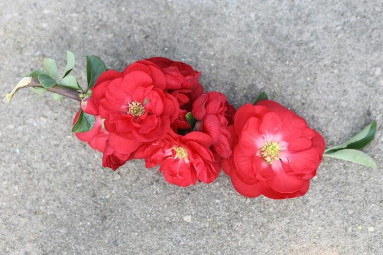 Chaenomeles Speciosa Double Take Scarlet Japanese Quince