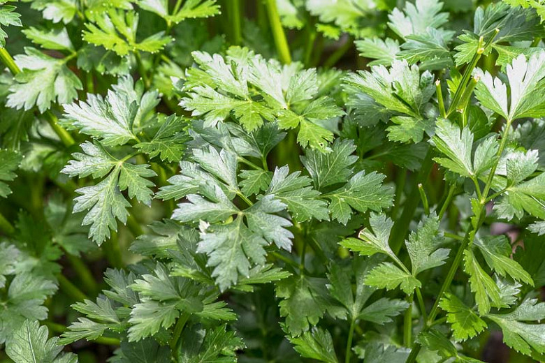Are Parsley Plants Safe For Dogs