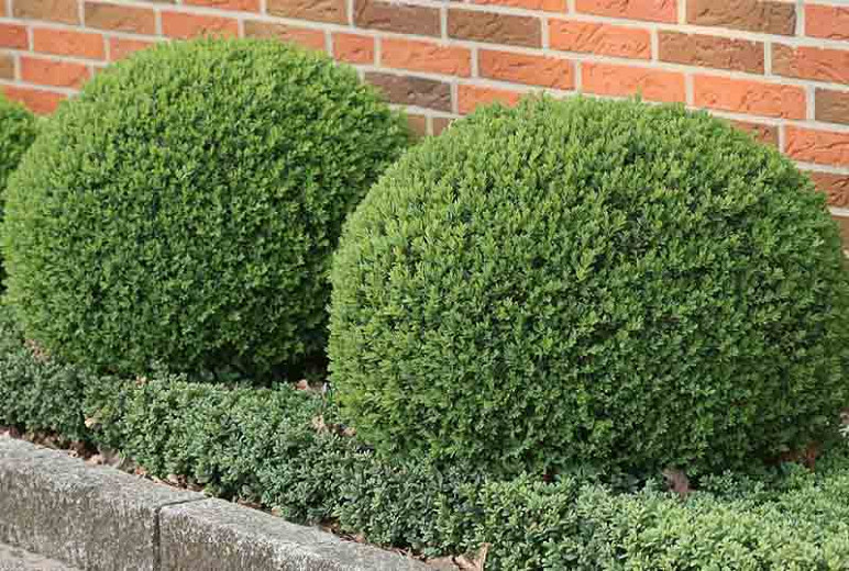 wolf ondersteuning niveau Buxus sempervirens 'Blauer Heinz' (Boxwood)