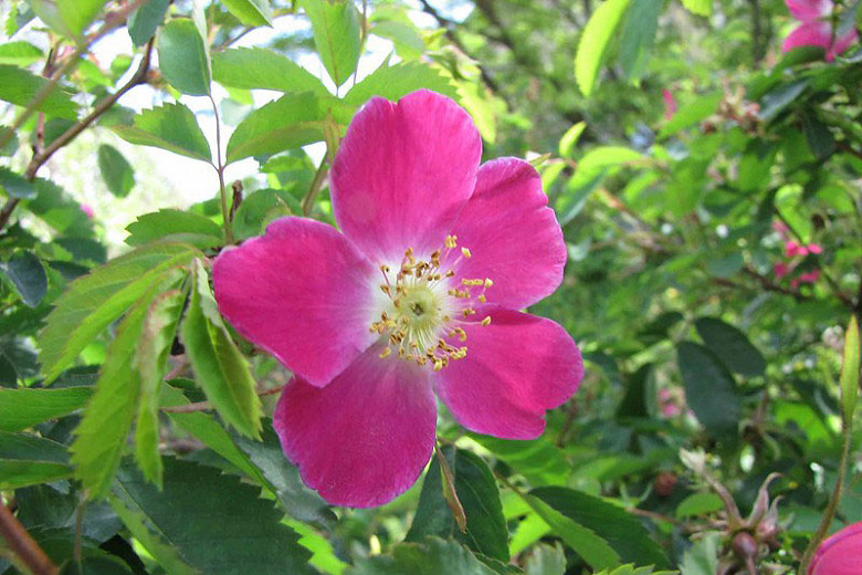 Rosa nitida, Shining Rose, New England Rose, Northeastern Rose, Glanz-Rose, Wild Roses, Shrub Roses, pink roses, Hardy roses