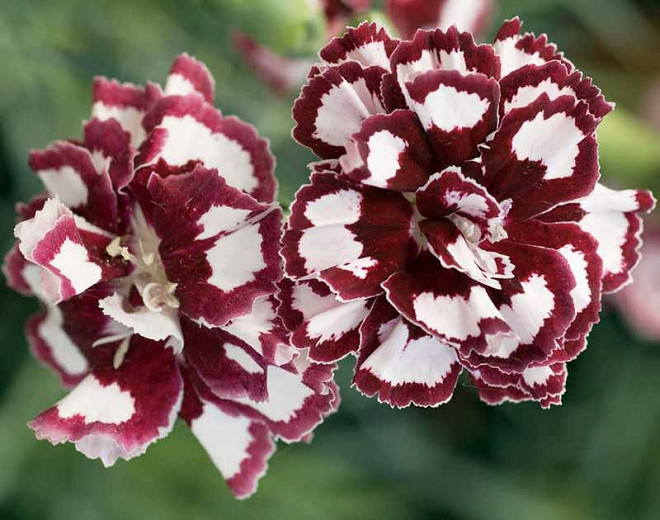 Dianthus 'Coconut Punch', Pink 'Coconut Punch', Coconut Punch Pink, Fruit Punch Series, Red Flowers, Red Dianthus, Red Garden Pink