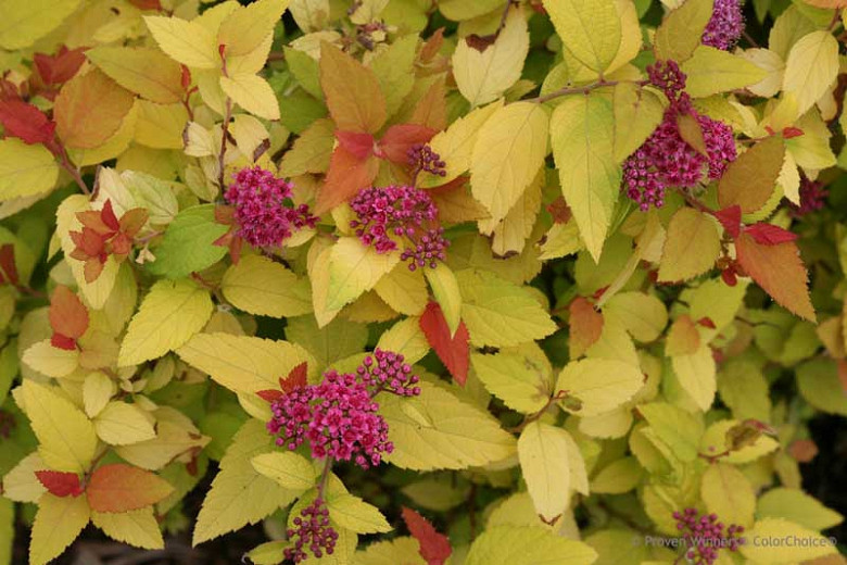Image of Barberry candy corn spirea companion plant