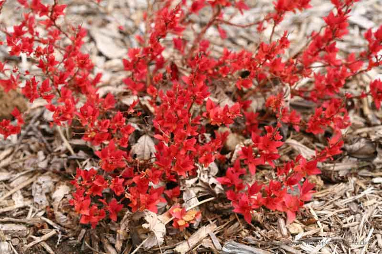 Image of Barberry companion plant for candy corn spirea