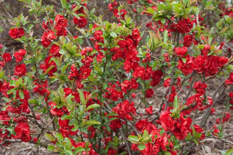 Chaenomeles speciosa Double Take Scarlet™', Japanese Quince Double Take Scarlet™', Flowering Quince Double Take Scarlet™', Japanese Flowering Quince, Red flowers, Early Spring blooms