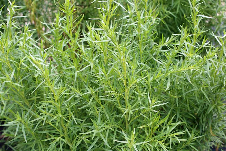 Image of Tarragon (Artemisia dracunculus) plant