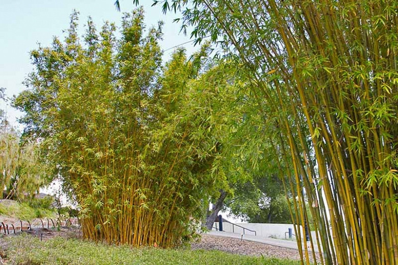 Bambusa multiplex 'Alphonse Karr', Bambusa glaucescens, Clump-Forming Bamboo, Evergreen Bamboo, Shade plants, shade perennial, plants for shade, plants for wet soil