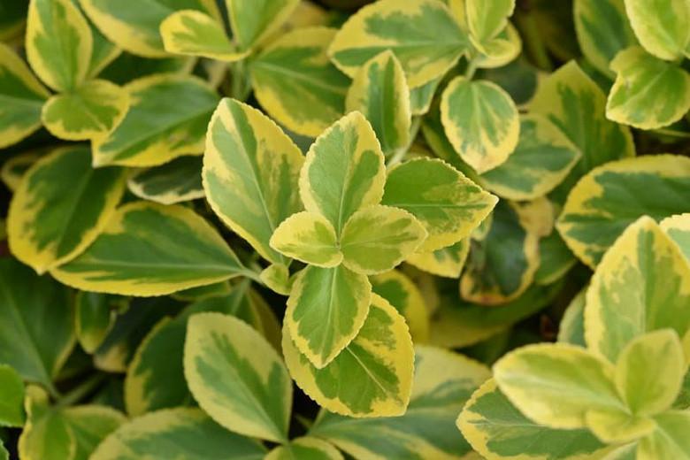 Euonymus Fortunei 'Canadale Gold', Wintercreeper 'Canadale Gold', Spindle 'Canadale Gold', evergreen shrubs, variegated shrubs