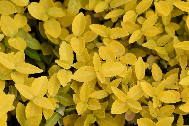 Euonymus Fortunei 'Goldy', Wintercreeper 'Goldy', Spindle 'Goldy', Euonymus fortunei 'Waldbolwi', evergreen shrubs, Golden Foliage