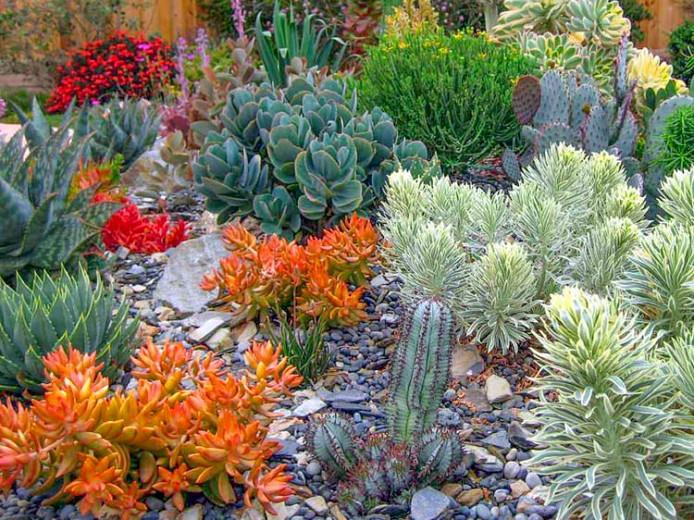 Euphorbia Characias Tasmanian Tiger Spurge Euphorbia Characias Tasmanian Tiger
