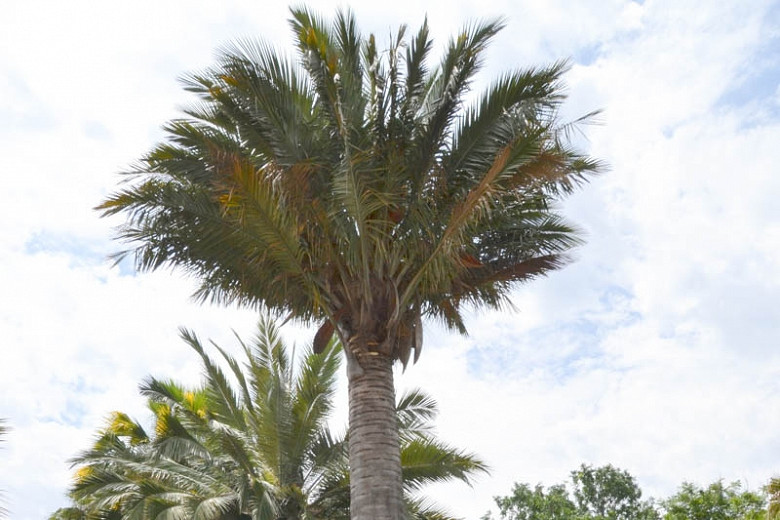 Jubaea chilensis, Chilean Wine Palm, Chilean Coquito Palm, Coquito, Honey Palm, Little Cokernut Palm, Palm Honey Tree, Drought tolerant tree, Palm Tree