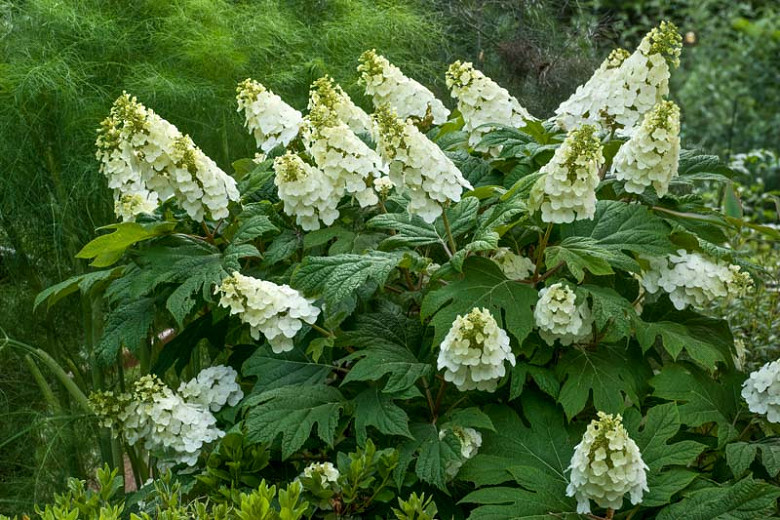 Hydrangea Quercifolia,Oakleaf Hydrangea, Oak-leaf Hydrangea, white flowers, white hydrangea