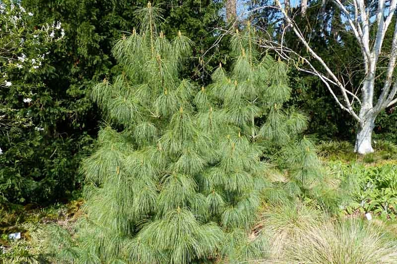 1 Bhutan Pine 10L Evergreen Conifer Trees Plants 80-100cm Pinus wallichiana 