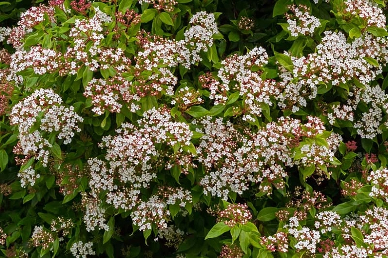 Image of Viburnum tinus fragrant shrub