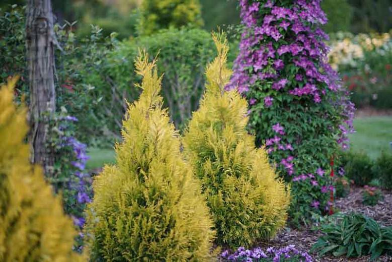 Thuja plicata 'Fluffy', Fluffy Western Arborvitae, Western Red Cedar 'Fluffy', British Columbia Cedar 'Fluffy', Californian White Cedar 'Fluffy', Giant Arbovitae 'Fluffy', Nootka Sound arbovitae 'Fluffy'
