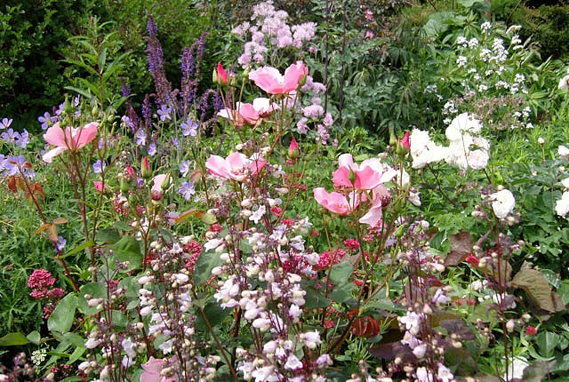 Rosa Glauca,Redleaf Rose, Red-Leaved rose, Rosa ferruginea, Rosa rubrifolia, Shrub Roses, pink roses, fragrant roses
