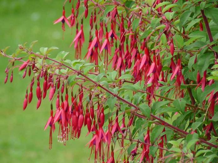 Fuchsia magellanica var. gracilis, Hardy Fuchsia, Flowering Shrub, Red Flowers, Purple Flowers