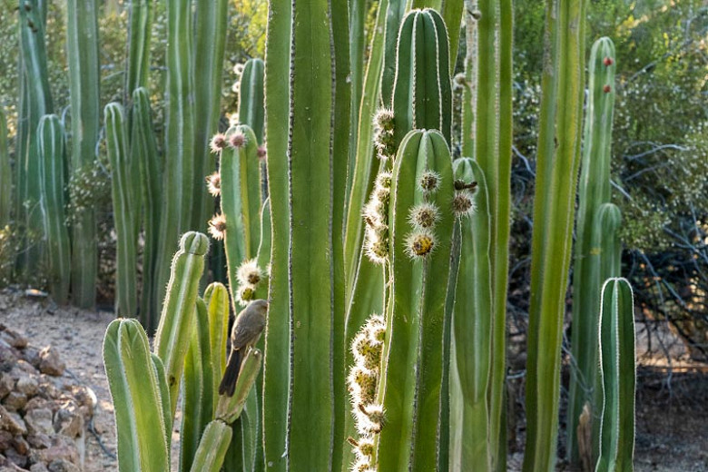 Pachycereus marginatus (Mexican Fence Post Cactus)