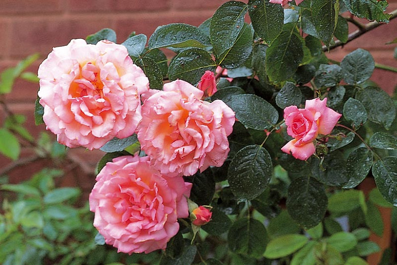 Rose 'Compassion', Rosa 'Compassion', Rambling Rose 'Compassion', Climbing rose 'Compassion', Rambler Roses, Climbing Roses, Pink roses, very fragrant roses, Shrub roses, Rose bushes, Garden Roses