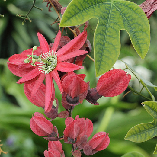 Rooting Passion Flower Cuttings In Water Best Flower Site