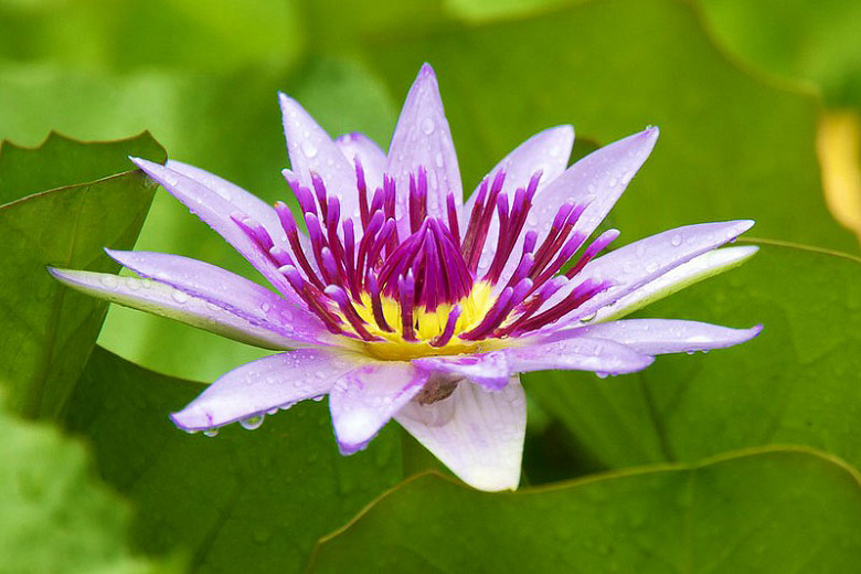 Iris Laevigata, Water Iris, Rabbit-Ear Iris, Japanese Iris, Smooth Iris, Iris for Ponds, Perennial for wet soil, Perennial for poorly drained soils, Purple Flowers