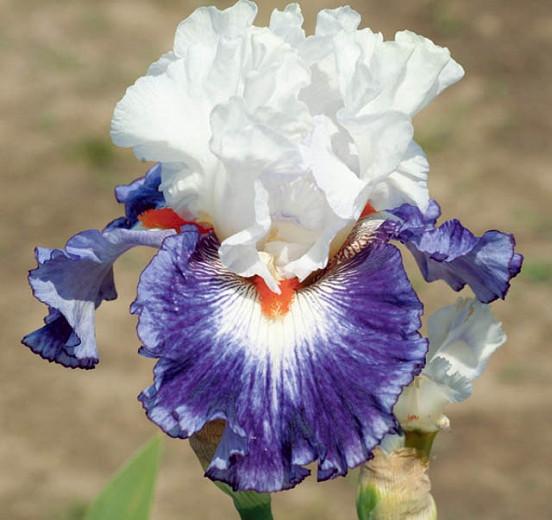 Iris 'Gypsy Lord', Tall Bearded Iris 'Gypsy Lord', Iris Germanica 'Gypsy Lord', Late Midseason Irises, Bicolor irises, Award Irises, White Irises, Purple Irises