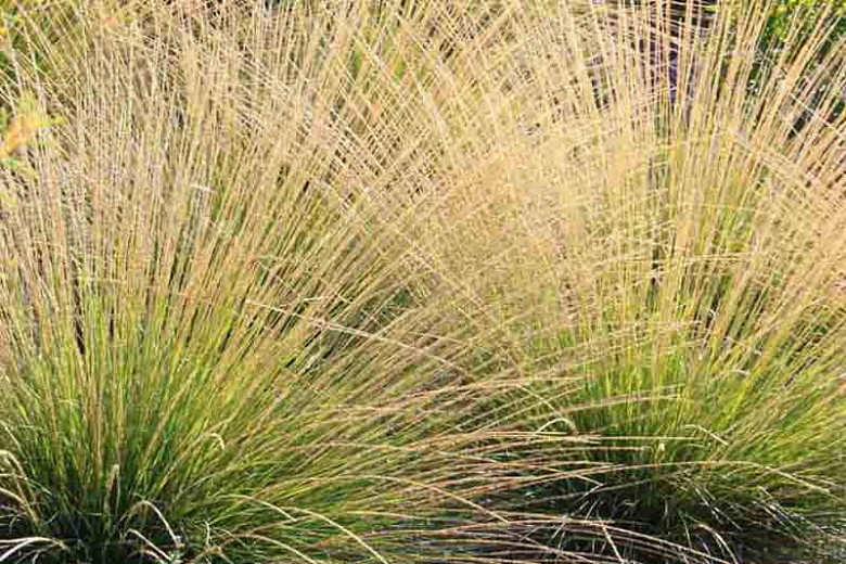 Juncus effusus, Common Rush, Soft Rush, Corkscrew Rush, Pin Rush, Sugar Grass, Ornamental Grass, Perennial Grass, Drought tolerant grass