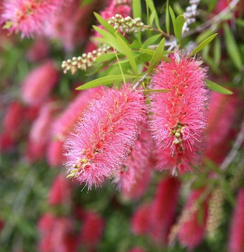 pink bottle brush