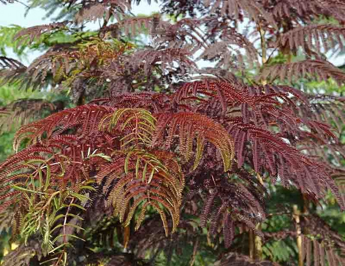 Summer Chocolate Mimosa julibrissin Tree Seeds Chocolate Silk