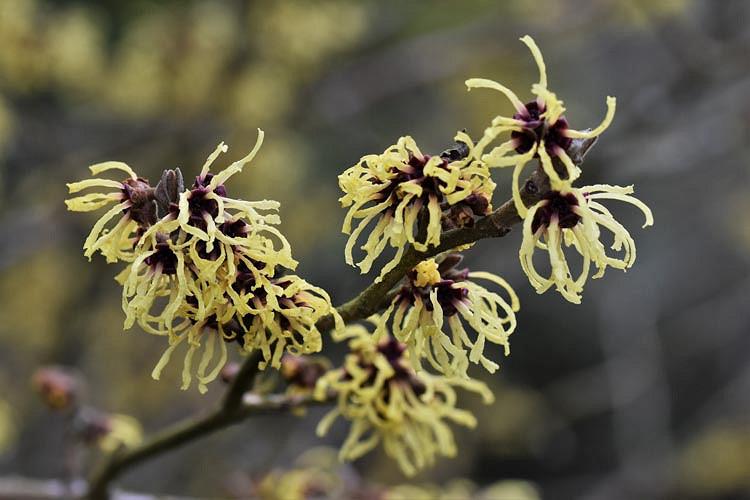 Hamamelis x Intermedia 'Primavera', Witch Hazel 'Primavera', Chinese Witch Hazel 'Primavera', Yellow Flowers, Yellow Witch Hazel,Orange Flowers, Orange Witch Hazel,