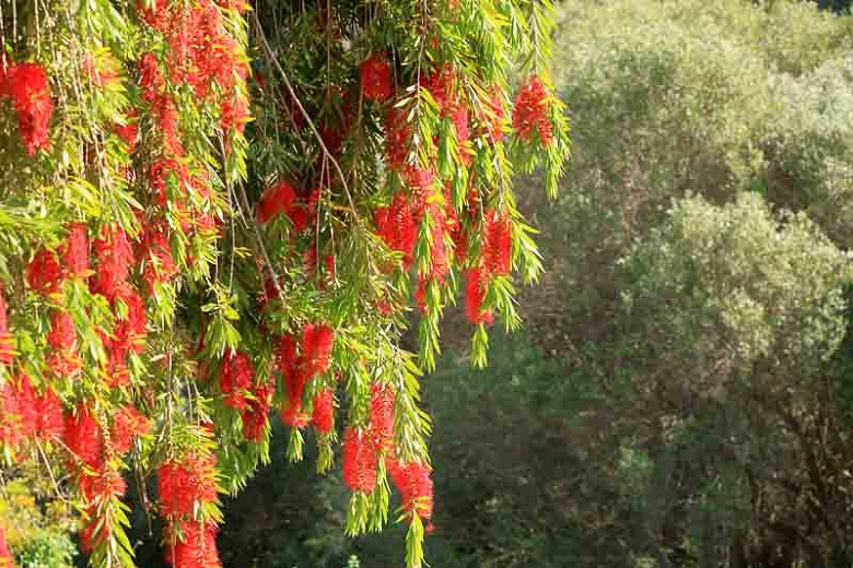 Callistemon viminalis, Weeping Bottlebrush, Mediterranean shrubs, Evergreen Shrubs, Red flowers, Orange flowers, drought tolerant flowers,