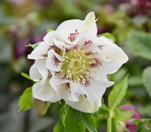 Helleborus × Hybridus 'Double Ellen White Spotted', Hellebore 'Double Ellen White Spotted', Lenten Rose 'Double Ellen White Spotted', White Hellebore, Double Hellebore