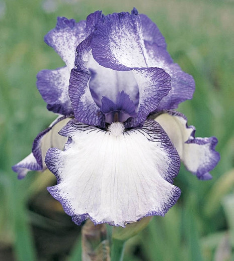 Iris Hemstitched, Bearded iris Hemstitched, Iris Germanica Hemstitched, Reblooming irises, Fragrant Irises, Bicolor irises, Award Irises, Blue Irises